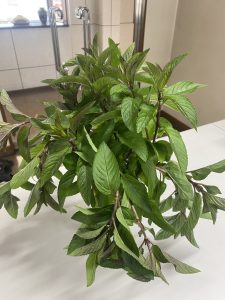 ミントを頂きました